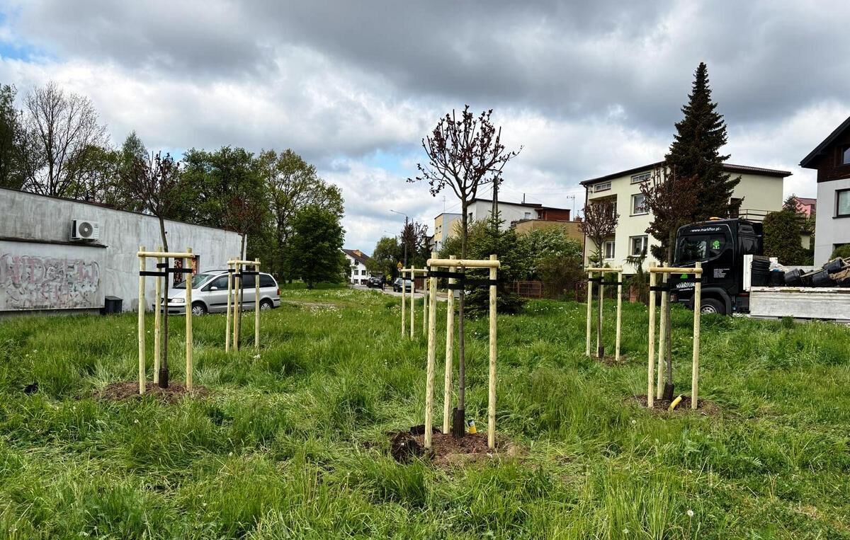 Przybywa zieleni – ponad sto nowych drzew